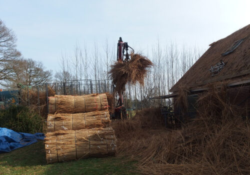 Renovatie Van Een Rieten Dak Van Een Schuur